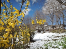 春、レンギョウが咲き、ふいに雪化粧